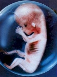 8weeks 0000