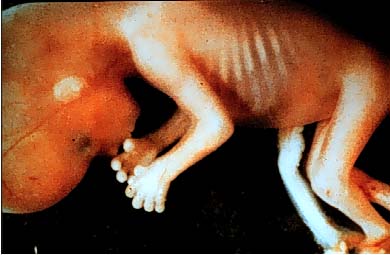 9week_side