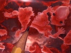 Remains of baby aborted at 8 weeks