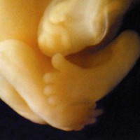 Close-up of seven week preborn baby's feet